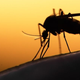 Foto: mycteria / Shutterstock.